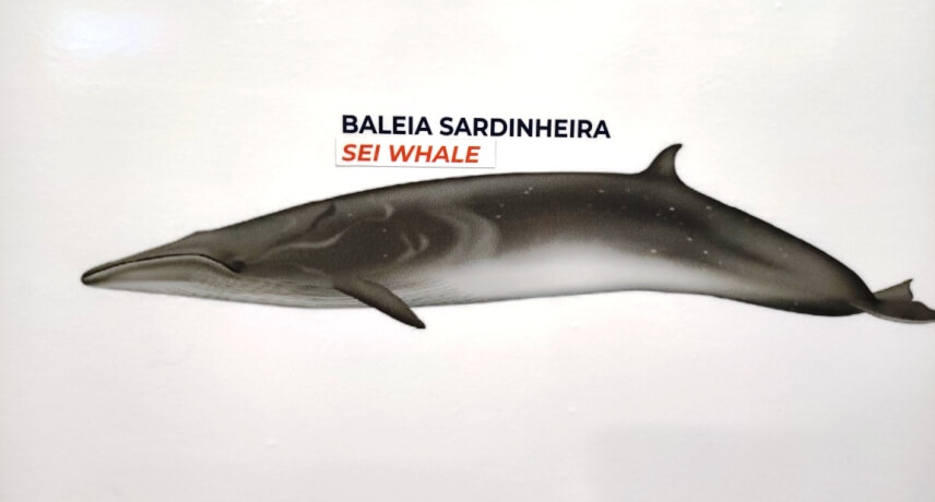 Baleia Sardinheira - Tipos de Baleias na Ilha da Madeira 